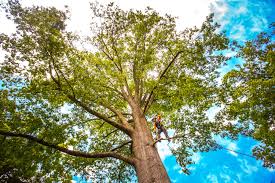 Best Tree Disease Treatment  in East Niles, CA