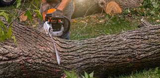 Best Tree Trimming and Pruning  in East Niles, CA