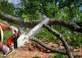 Trusted East Niles, CA Tree Care Experts