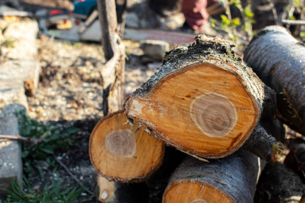 Best Root Management and Removal  in East Niles, CA