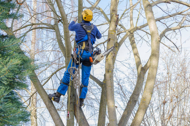 Best Tree Mulching  in East Niles, CA