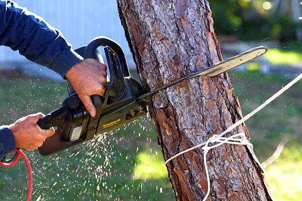 Best Storm Damage Tree Cleanup  in East Niles, CA