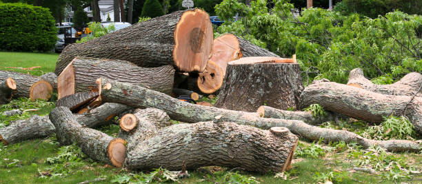 Best Emergency Tree Removal  in East Niles, CA