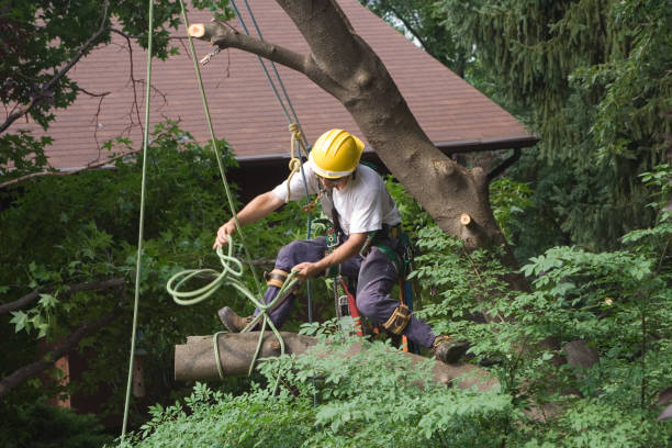 Best Seasonal Cleanup (Spring/Fall)  in East Niles, CA