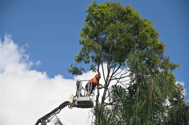 Professional Tree Care in East Niles, CA