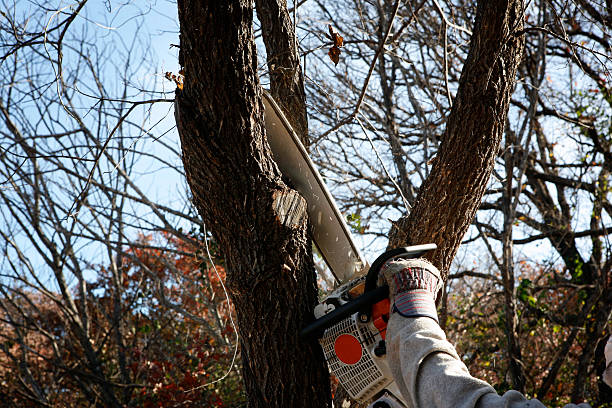 Best Tree and Shrub Care  in East Niles, CA