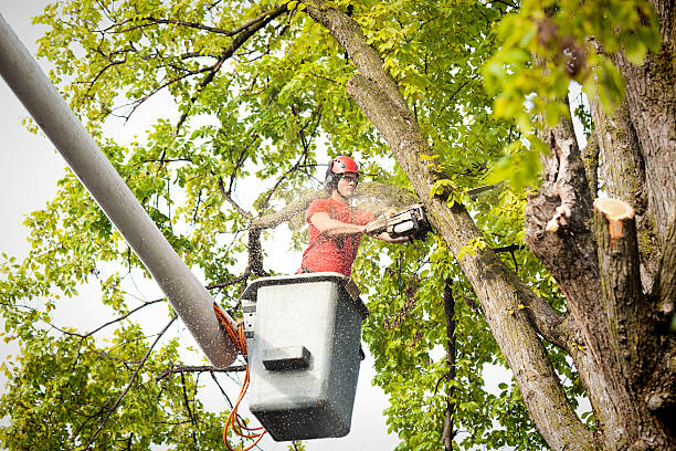 Best Utility Line Clearance  in East Niles, CA