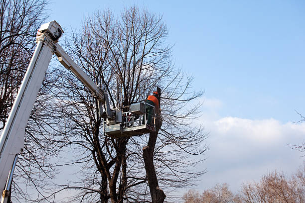 Best Tree Maintenance Programs  in East Niles, CA