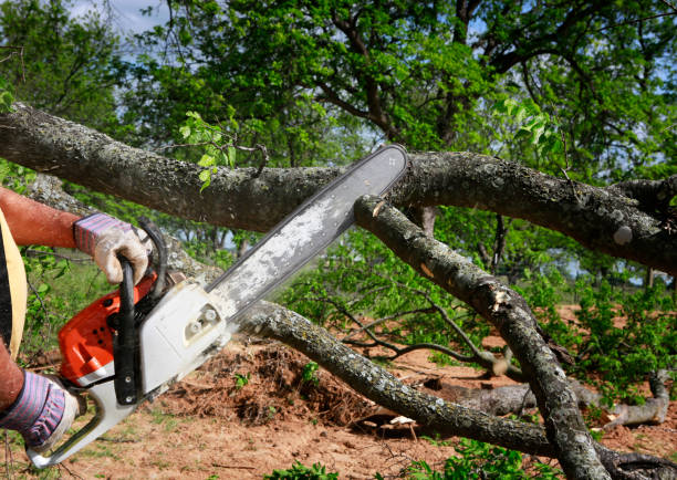 Best Hazardous Tree Removal  in East Niles, CA