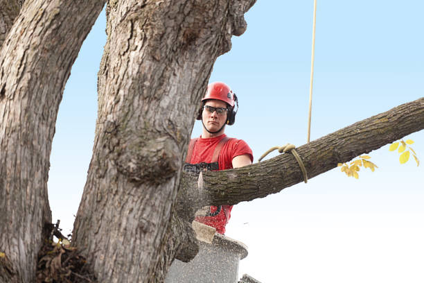 How Our Tree Care Process Works  in  East Niles, CA